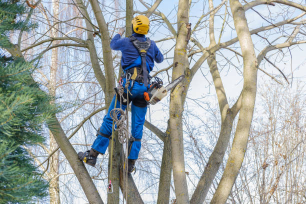 Best Leaf Removal  in Casselton, ND